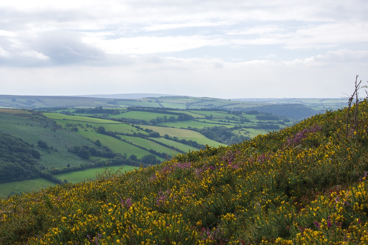 a landscape with a field of flowers